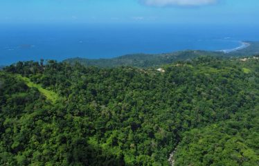 JUNGLE DREAMS FARM: WHERE NATURE MEETS SERENITY – 20 ACRES